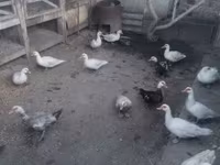 Ducks — zdjęcie 1
