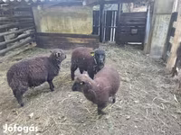 भेड़, Southdown sheep — फ़ोटो 2