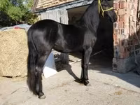 Caballo, Friesian — foto 3