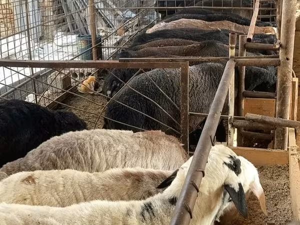 Carneiro, Ovelhas