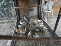 Gollandiya bantam — 2-rasm