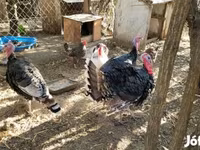 Turkeys — foto 2