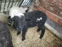 Widder, Wallis Country sheep — Foto 4