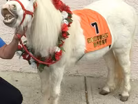 Kobila, Miniature horse — fotografija 4