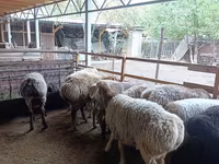 Ovelha, Rhon sheep — foto 4