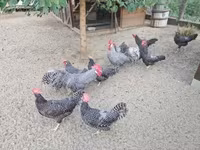 Chickens — zdjęcie 5