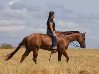 At, Quarter Horse — foto 2