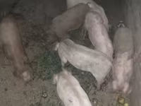 Свиноматка, Пьетрен — фото 3