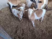 Qoyunlar (partiya, cinsi göstərilməyib), Cameroon sheep — foto 5