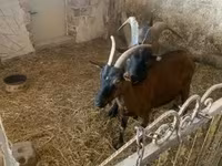 Kozioł, Alpine goat — zdjęcie 3