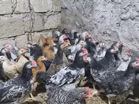 Chickens — fotografija 3