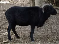 Schaf, Cameroon sheep — Foto 2