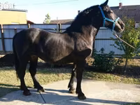 घोड़ी, Hungarian horse breed — फ़ोटो 7