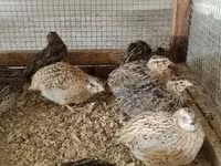 Quails — fotografija 8