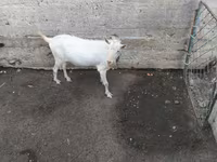 Kozioł, Saanen goat — zdjęcie 3
