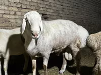 Ovan, Afghan Arabi sheep — fotografija 5