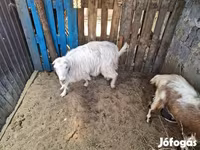 Goat, Goats — photo 1