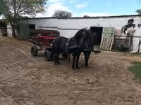 Jument, Chevaux — photo 1