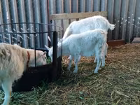 Koza, Pomellata goat — fotografija 3