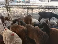 公羊, Sheep — 照片 3