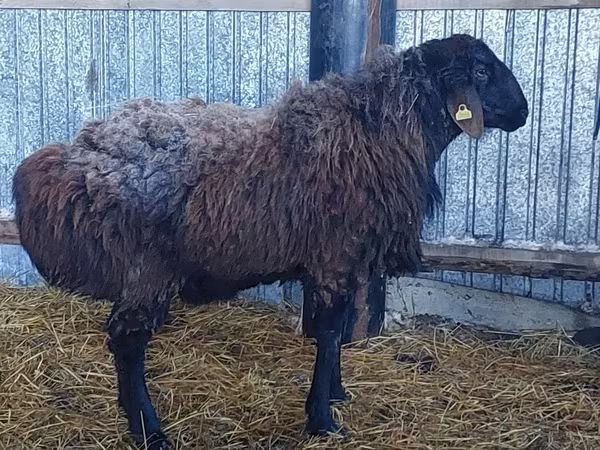Bélier, Hissar sheep