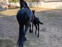 Kobyła, Friesian — zdjęcie 5