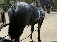 Hengst, Nonius horse — Foto 3