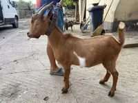 Bode, Cabras — foto 2