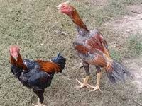 Chickens — fotografija 6