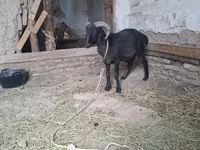 Kozy (partia, płeć nieokreślona), Kozy — zdjęcie 5
