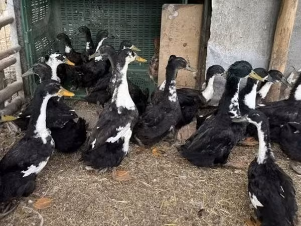 Ducks — ハンガリー