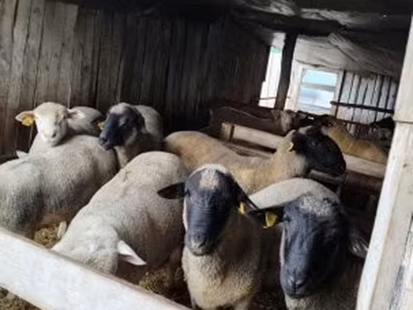كبش, Ile-de-France sheep