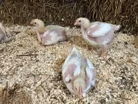 Chickens — zdjęcie 2
