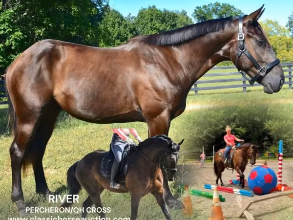 Pastuv, Percheron