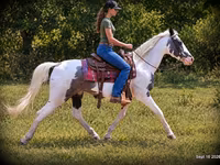 Pastuv, National Show Horse — fotografija 3