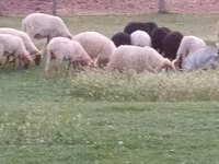 Widder, Racka sheep — Foto 4