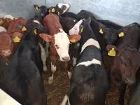 Buqa, Simmental cattle — 7-rasm