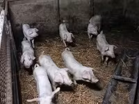Шошқалар (топ, жынысы көрсетілмеген), Шошқалар — 4-сурет