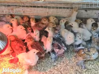 Brahma — foto 3