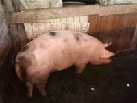 Locha, Świnie — zdjęcie 2