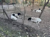 نعجة, Dorper sheep — الصورة 3