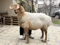 Ovca, Awassi sheep — fotografija 3