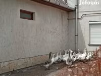 Geese — photo 4