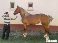 فرس, Friesian — الصورة 1