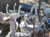 Geese — الصورة 3
