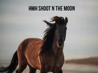 Pastuv, Rocky Mountain Horse — fotografija 7