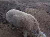 Cerda, Мангалица — foto 3