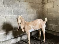 Cabra, Nubian Goat — foto 1