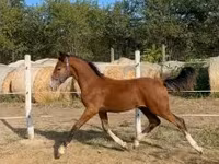 Hengst, Dutch warmblood horse — Foto 2
