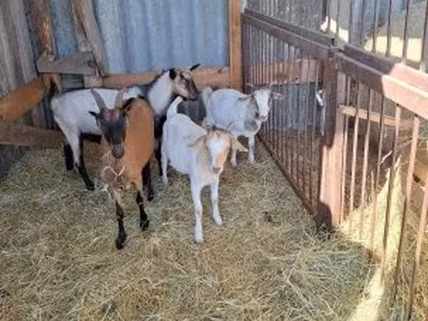 Ziegenbock, Boer goat